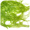 spirulina alga